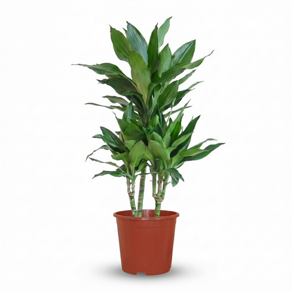 Kamerplant - Drakenbloedboom Janet Craig - Dracaena Janet Craig - Groen - Weinig onderhoud - 1 Plant - Pot 21cm - Hoogte 90 - 100cm
