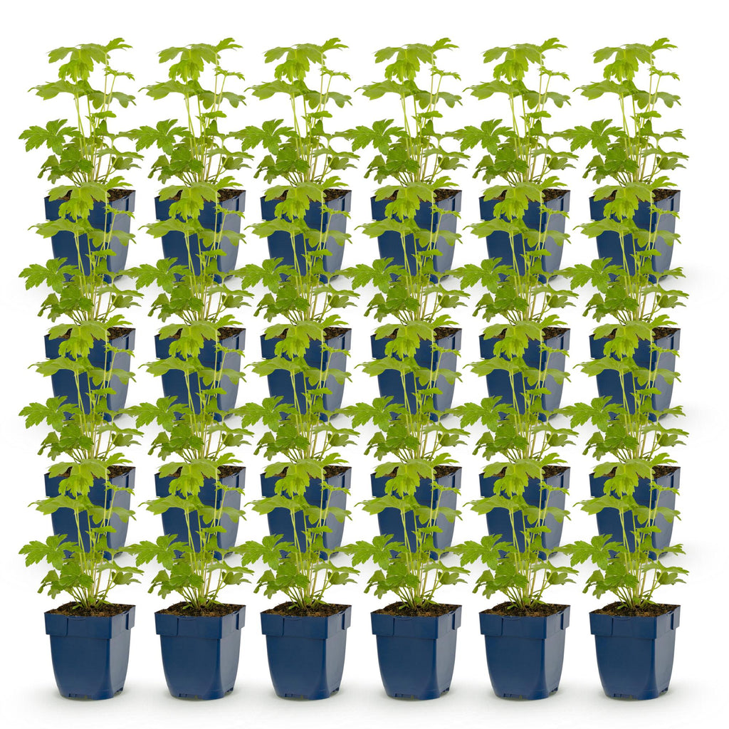 Vasteplant - Delphinium Tricolour - Ridderspoor - Bijen- en vlinderlokkers - Paars - Roze - Wit - 24 Planten - Pot 11cm - Hoogte 15-25cm
