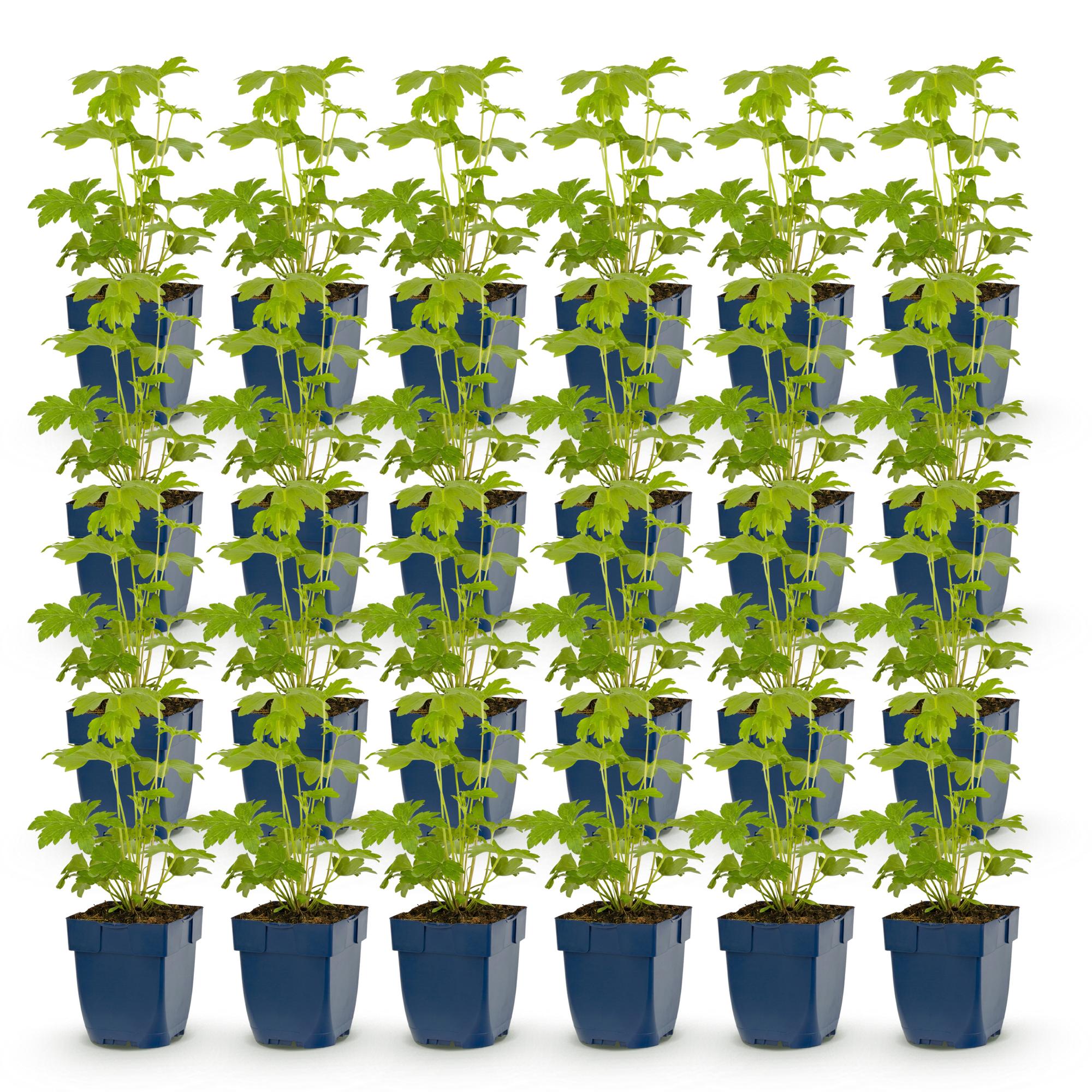 Vasteplant - Delphinium Tricolour - Ridderspoor - Bijen- en vlinderlokkers - Paars - Roze - Wit - 24 Planten - Pot 11cm - Hoogte 15-25cm