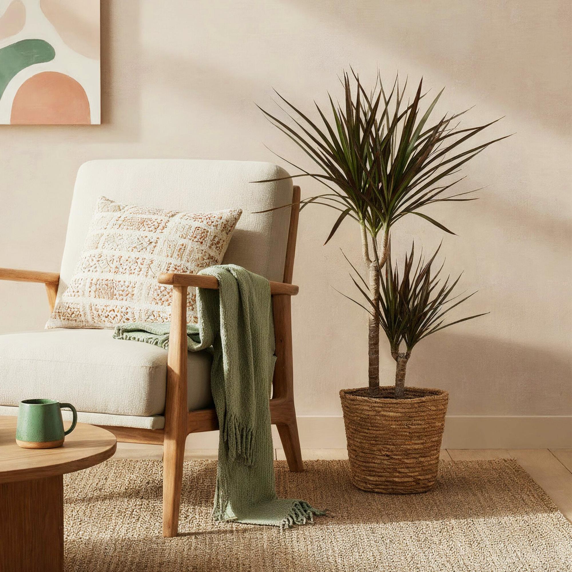Green is... Kamerplanten - Dracaena Magenta - Drakenbloedboom - Weinig onderhoud - Groen - 1 Plant - Pot 21cm - Hoogte 90-100cm