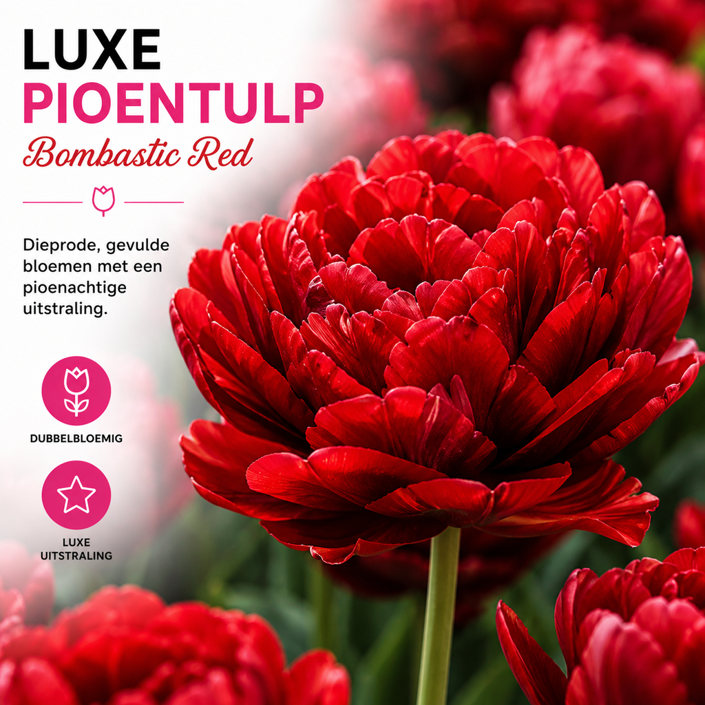 Tulpenbollen Bombastic Red – 20 Stuks | KH Bloembollen® | Rode Pioentulp – Dubbelbloemig & Luxe – Voor Tuin of Pot – Maat 11/12 – Vers van de Teler!