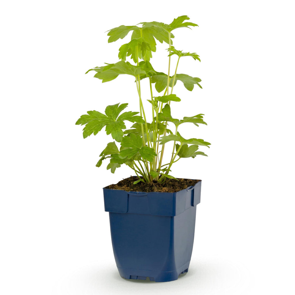 Vasteplant - Delphinium (P) Astolat - Ridderspoor - Bijen en Vlinderlokkers - Roze - 24 Planten - Pot 11cm - Hoogte 15-25cm