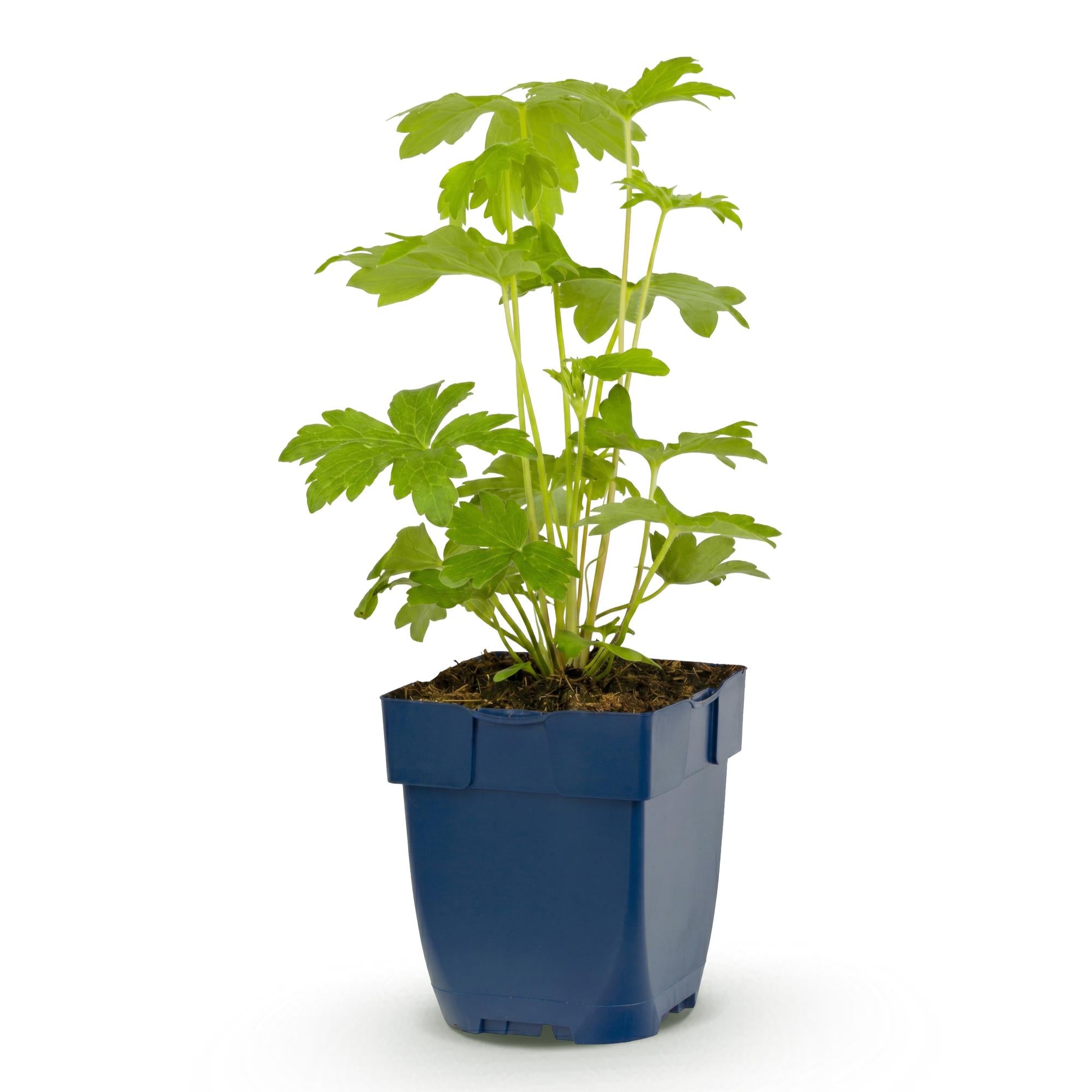 Vasteplant - Delphinium (P) Astolat - Ridderspoor - Bijen en Vlinderlokkers - Roze - 24 Planten - Pot 11cm - Hoogte 15-25cm