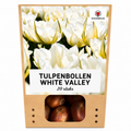 Tulpenbollen White Valley – 20 Stuks | KH Bloembollen® | Witte Tulp – Fris, Elegant & Tijdloos – Voor Tuin of Pot – Maat 11/12 – Vers van de Teler