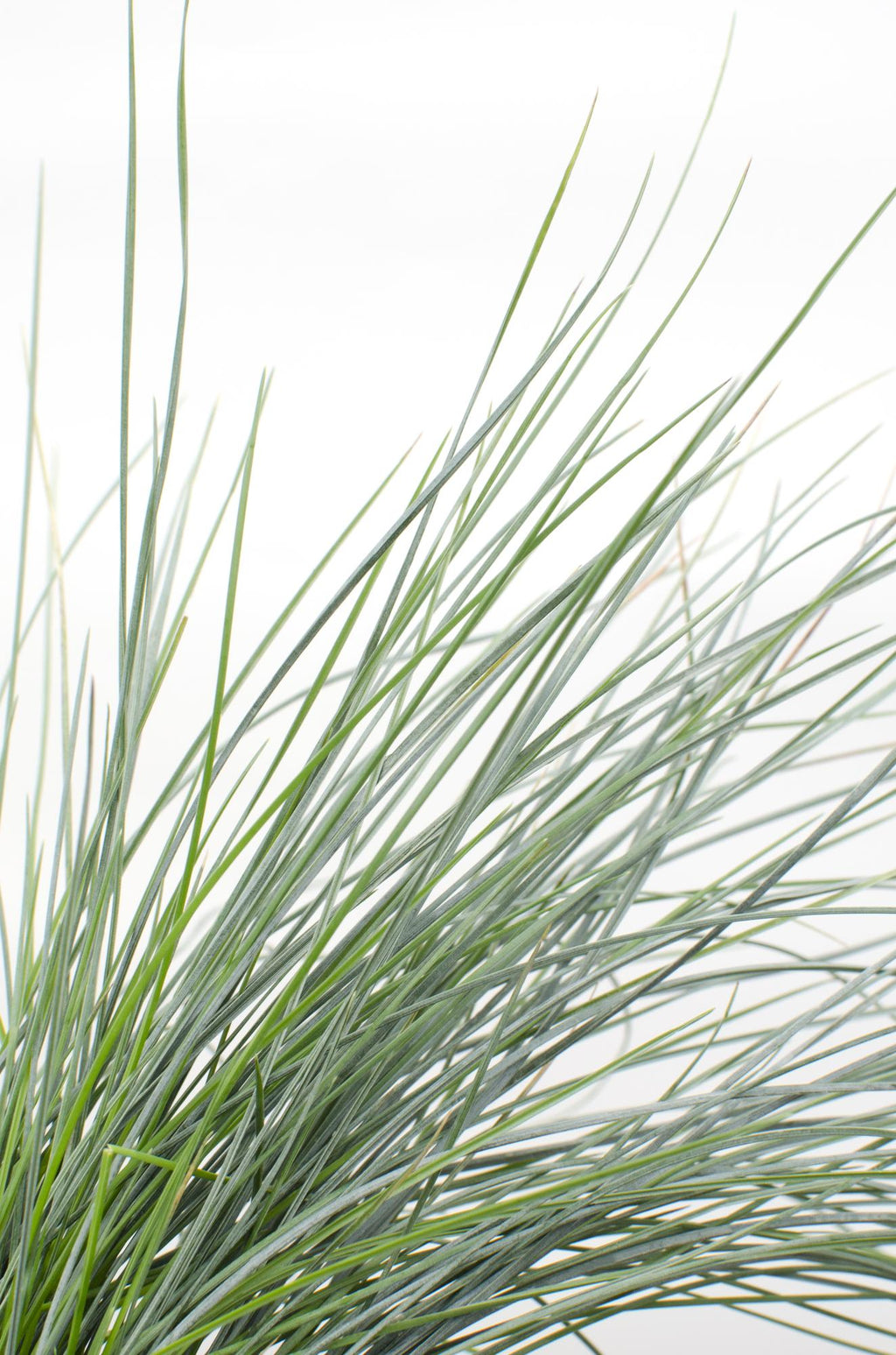 Festuca glauca Azura Blue - Ø19cm - ↕40cm - Ø14 - ↨30cm