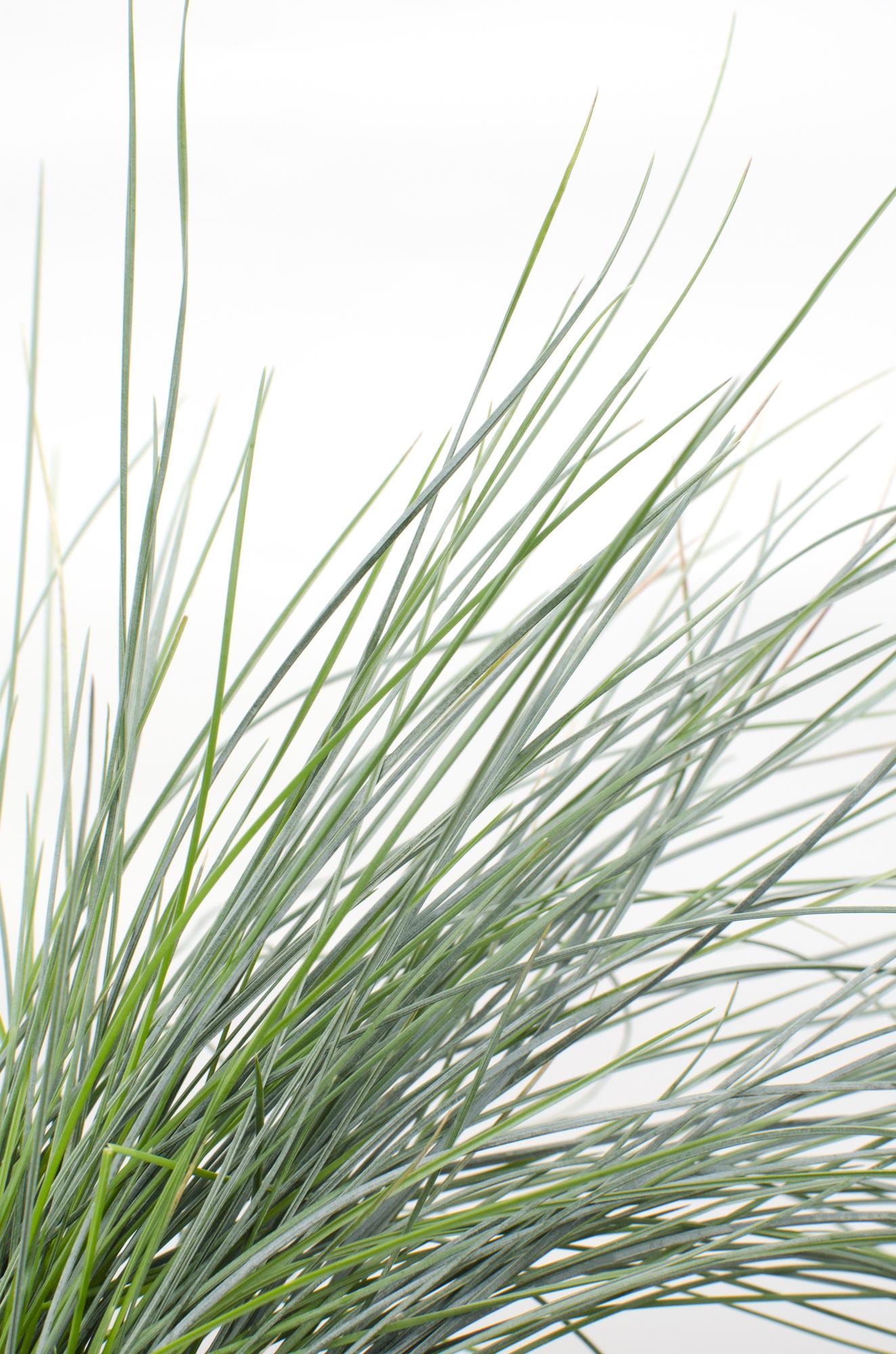 Festuca glauca Azura Blue - Ø19cm - ↕40cm - Ø14 - ↨30cm