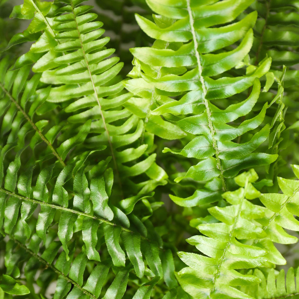 Kamerplant - Nephrolepsis exaltata Green Lady - Varen - Huisdiervriendelijk - Groen - 4 Planten - Pot 12cm - Hoogte 28-30cm