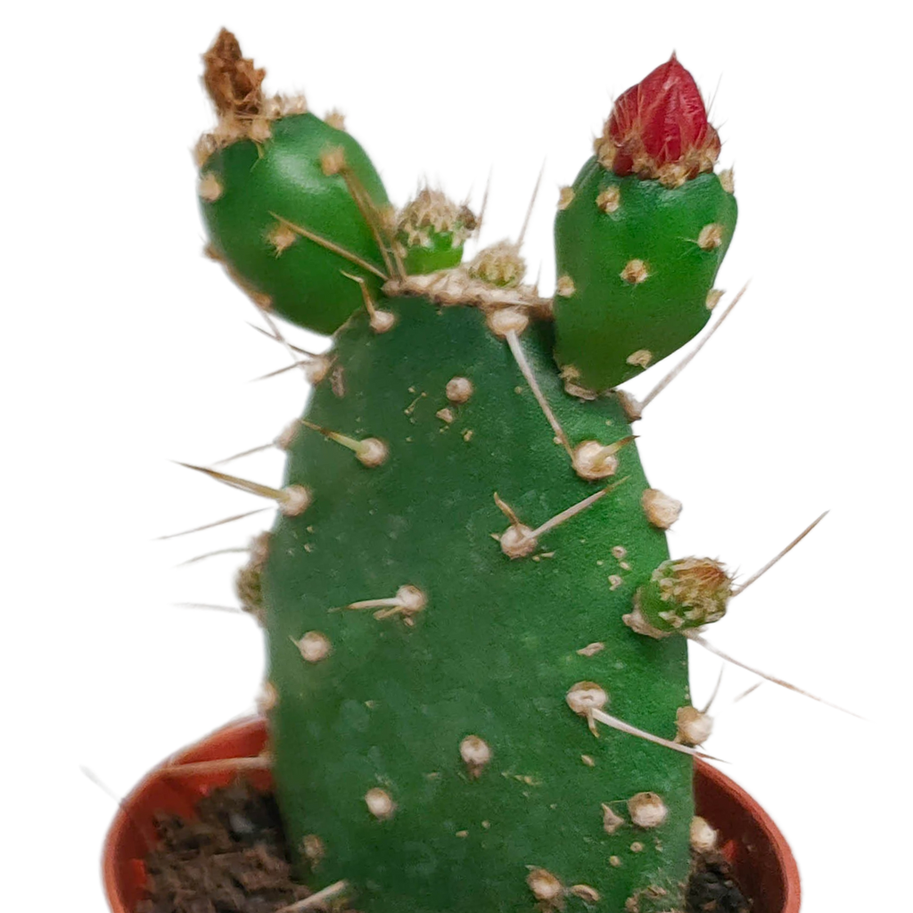 Cactus mix 5.5 cm - zonder pot bloeiend - 5x