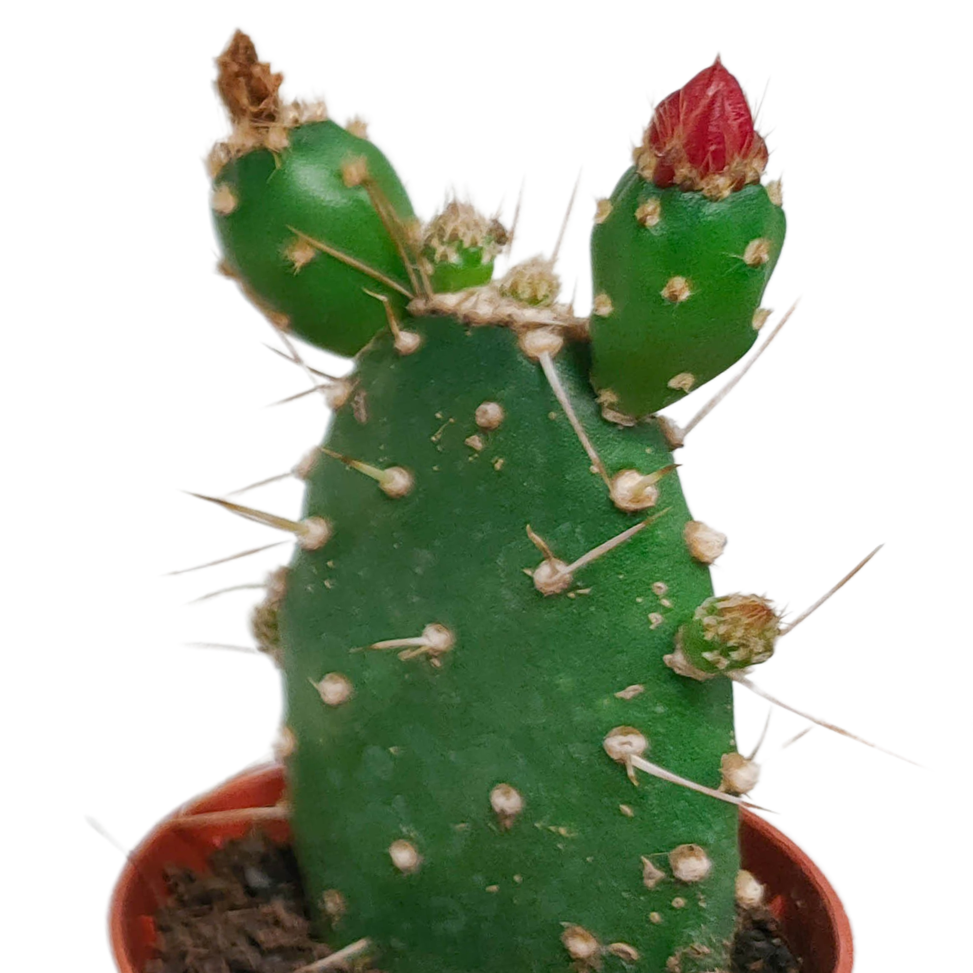 Cactus mix 5.5 cm - zonder pot bloeiend - 5x