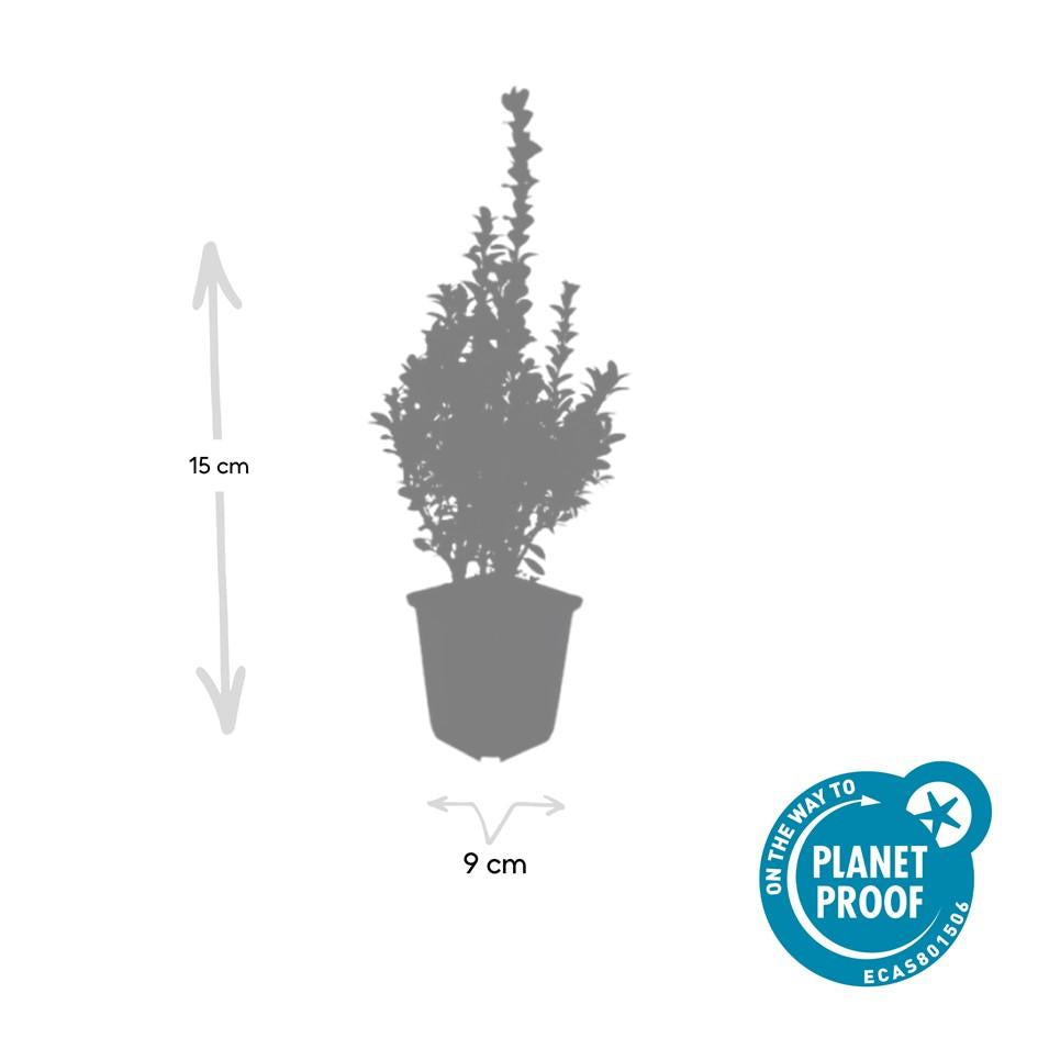 60x Buxus Sempervirens - ↕10-25cm - Ø9cm
