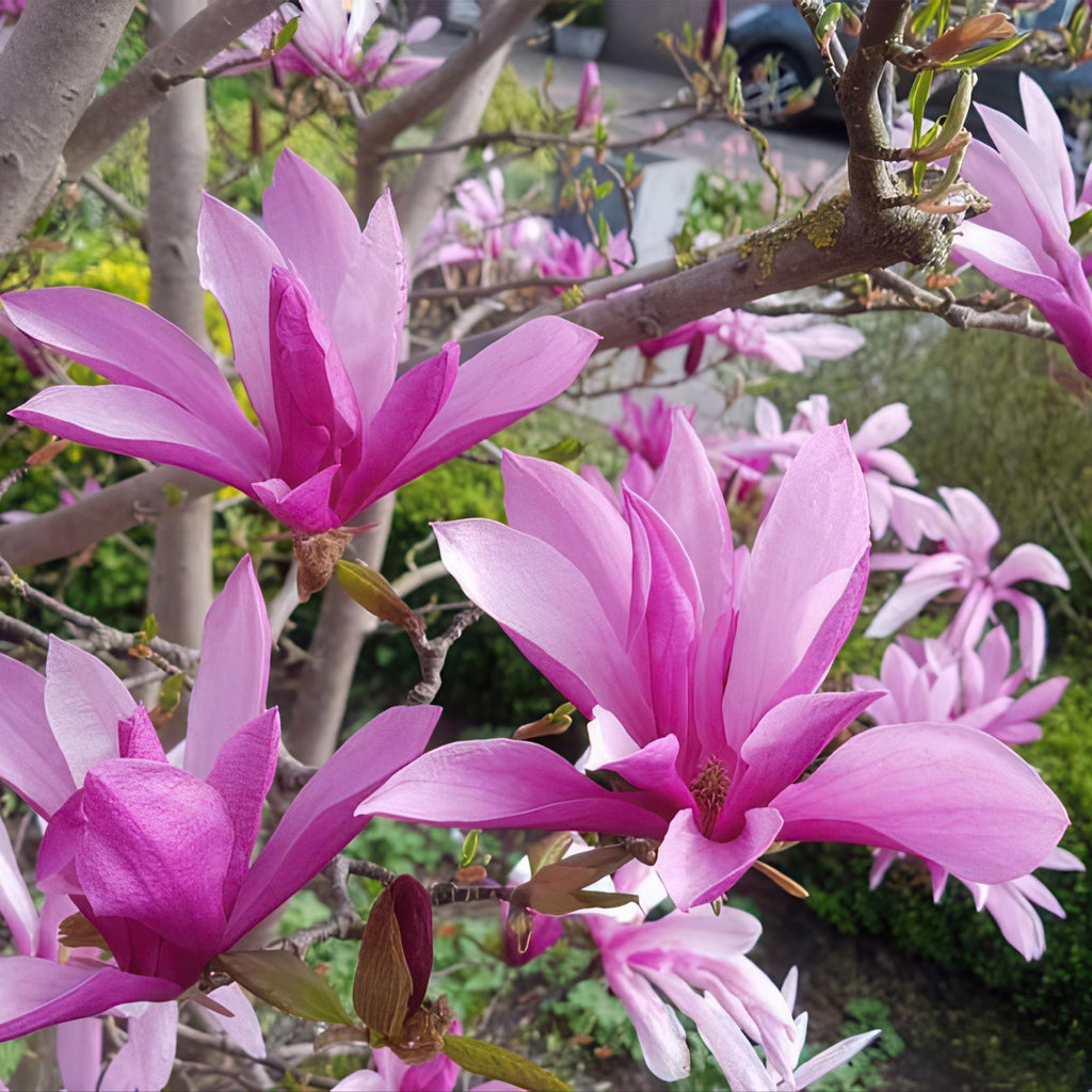 Tuinplant - Magnolia Susan - Bloem Paars - 3 Planten - Bladverliezend - Weinig Onderhoud - Pot 12cm Hoogte 30cm
