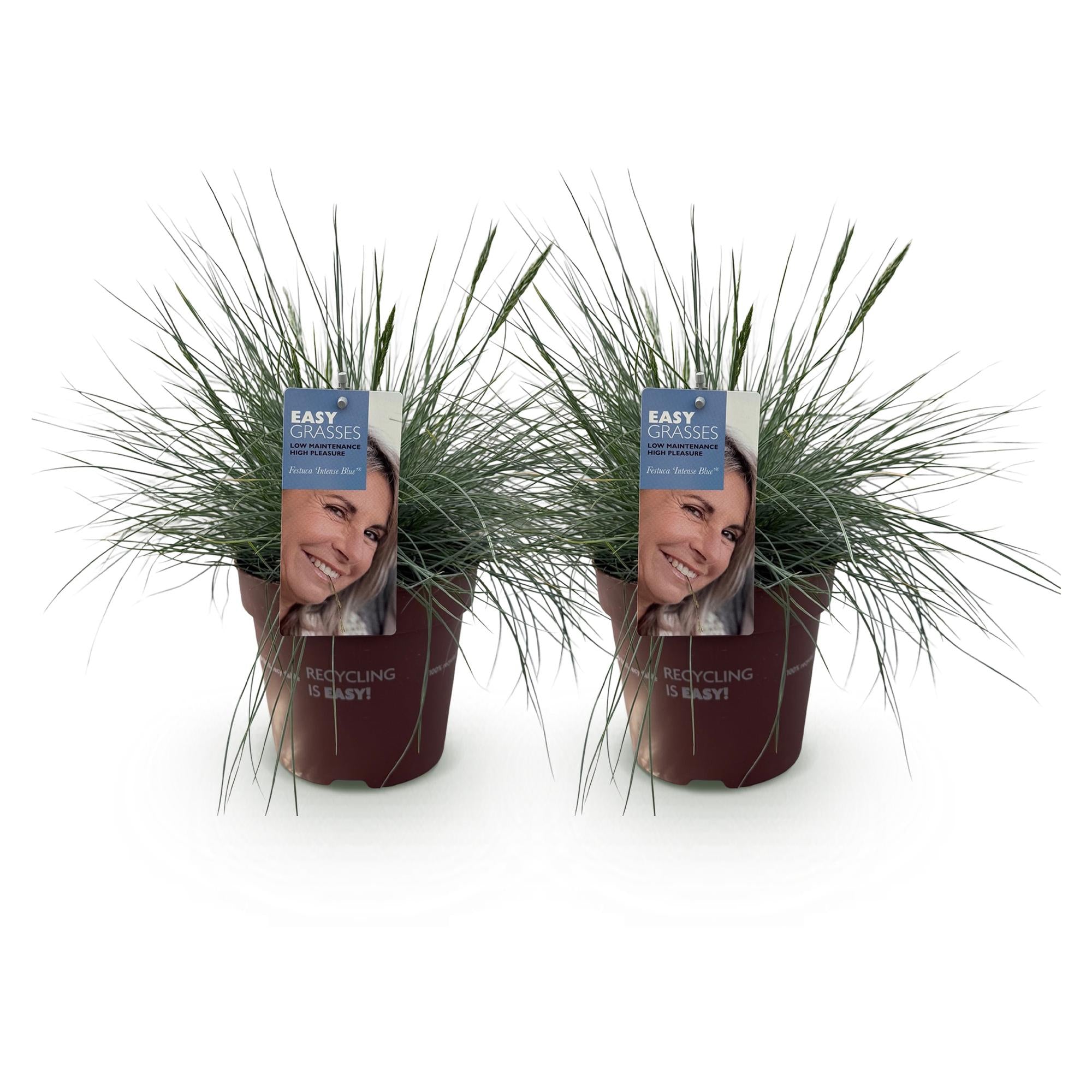 Siergrassen - Festuca glauca Intense Blue  - Blauw - 2 Planten - Bladhoudend - Weinig Onderhoud - Pot 17cm Hoogte 50cm