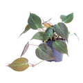 Philodendron scandens 'Micans' - 20 cm - ø12