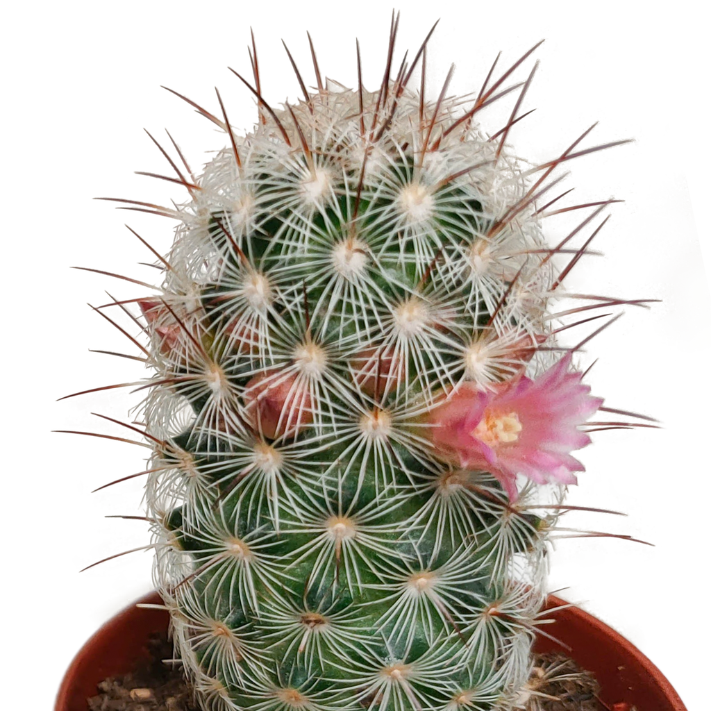 Cactus mix 5.5 cm - zonder pot bloeiend - 5x