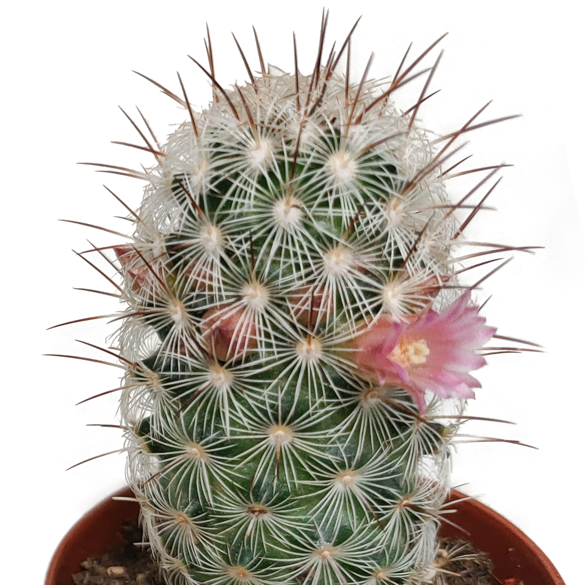 Cactus mix 5.5 cm - zonder pot bloeiend - 5x