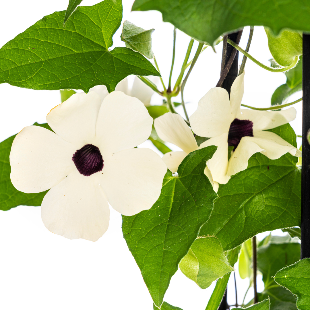 4x Thunbergia Alata Sunny Susy White Ø13 cm - ↕60 cm