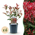 Haagplanten - Photinia fraseri Carre Rouge - groen rood  - 6 planten - 1 strekkende meter - groenblijvend - pot 17cm hoogte 55cm