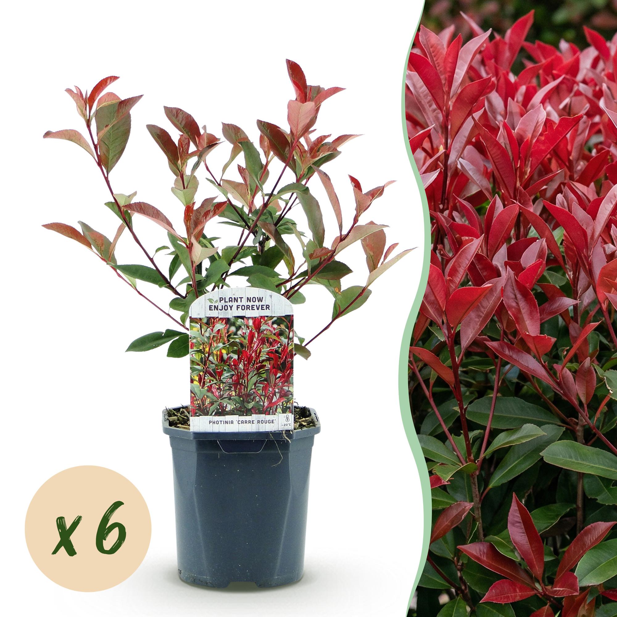 Haagplanten - Photinia fraseri Carre Rouge - groen rood  - 6 planten - 1 strekkende meter - groenblijvend - pot 17cm hoogte 55cm