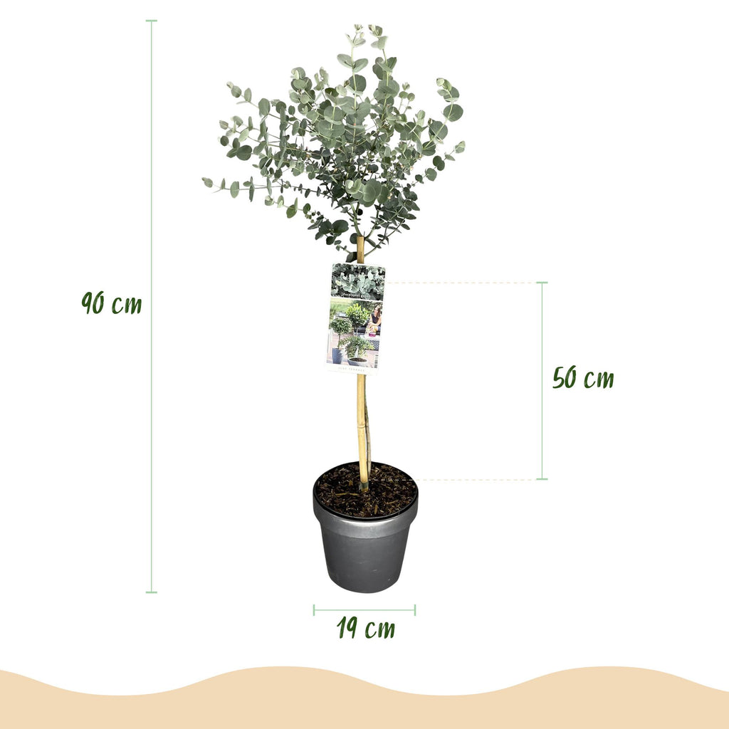 Plant op Stam- Eucalyptus gunni Azure - Terras Plant - Bladhoudend - Winterhard- Grijs Blad - Pot 19cm Hoogte 70 - 90cm