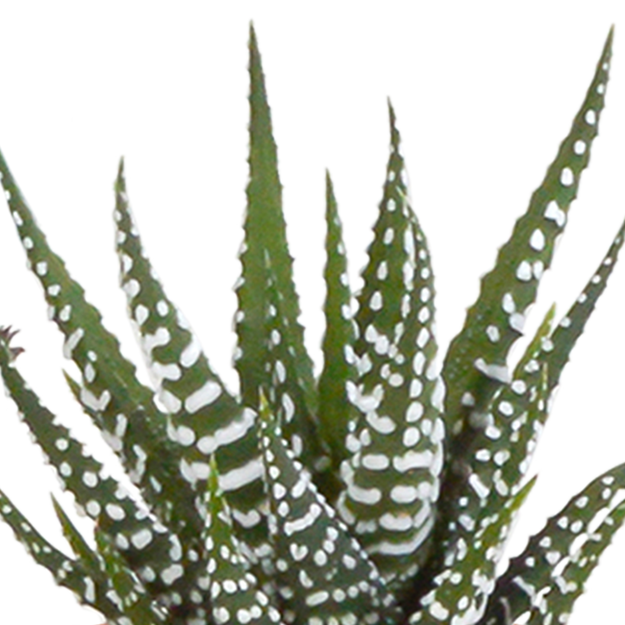 Cactus en vetplanten mix 5.5 cm | 15 stuks - in witte pot