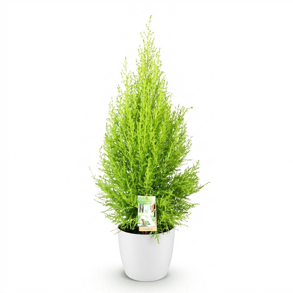 Kamerplanten - Cupressus Gold Crest Wilma - Kamer conifeer - Weinig onderhoud - Groen - 1 Plant - met Potter Wit - Pot 21cm - Hoogte 85-95cm