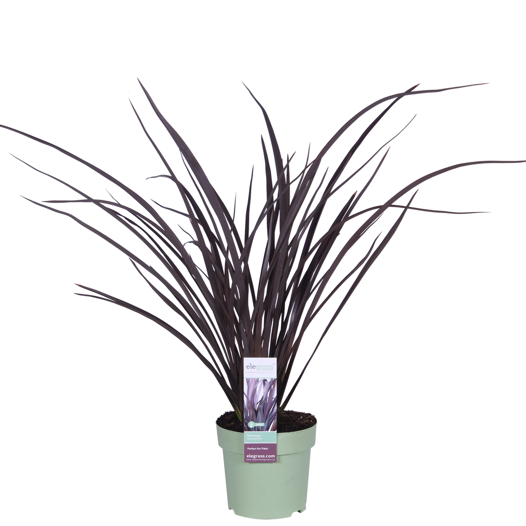 Phormium 'Rubra Nana' - Ø14cm - ↕50cm