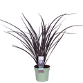 Phormium 'Rubra Nana' - Ø14cm - ↕50cm