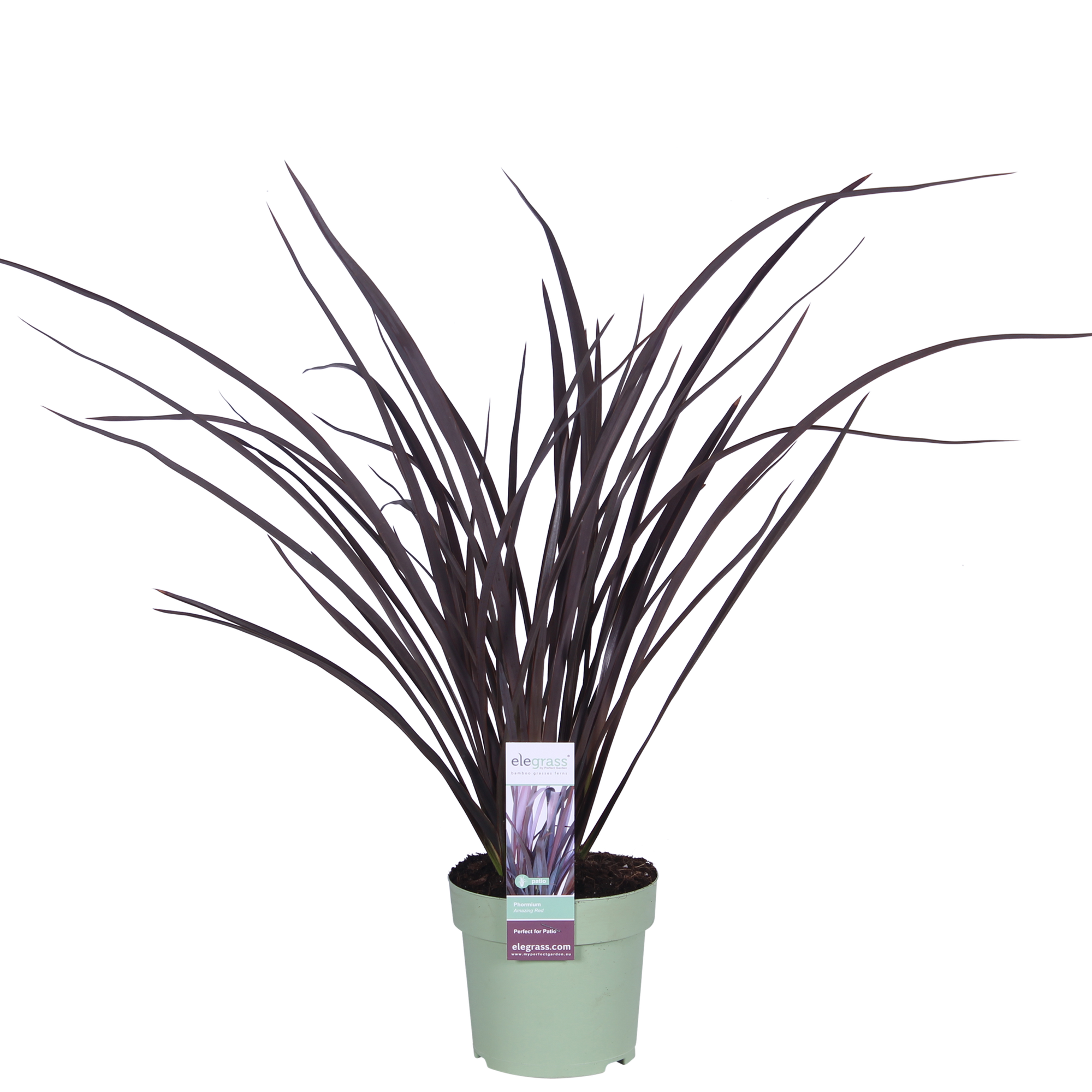 Phormium 'Rubra Nana' - Ø14cm - ↕50cm
