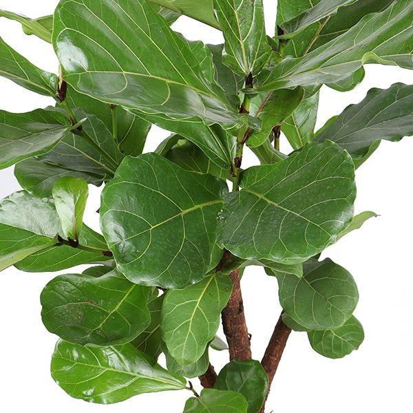 Ficus Lyrata vertakt - 130cm - ø 27cm