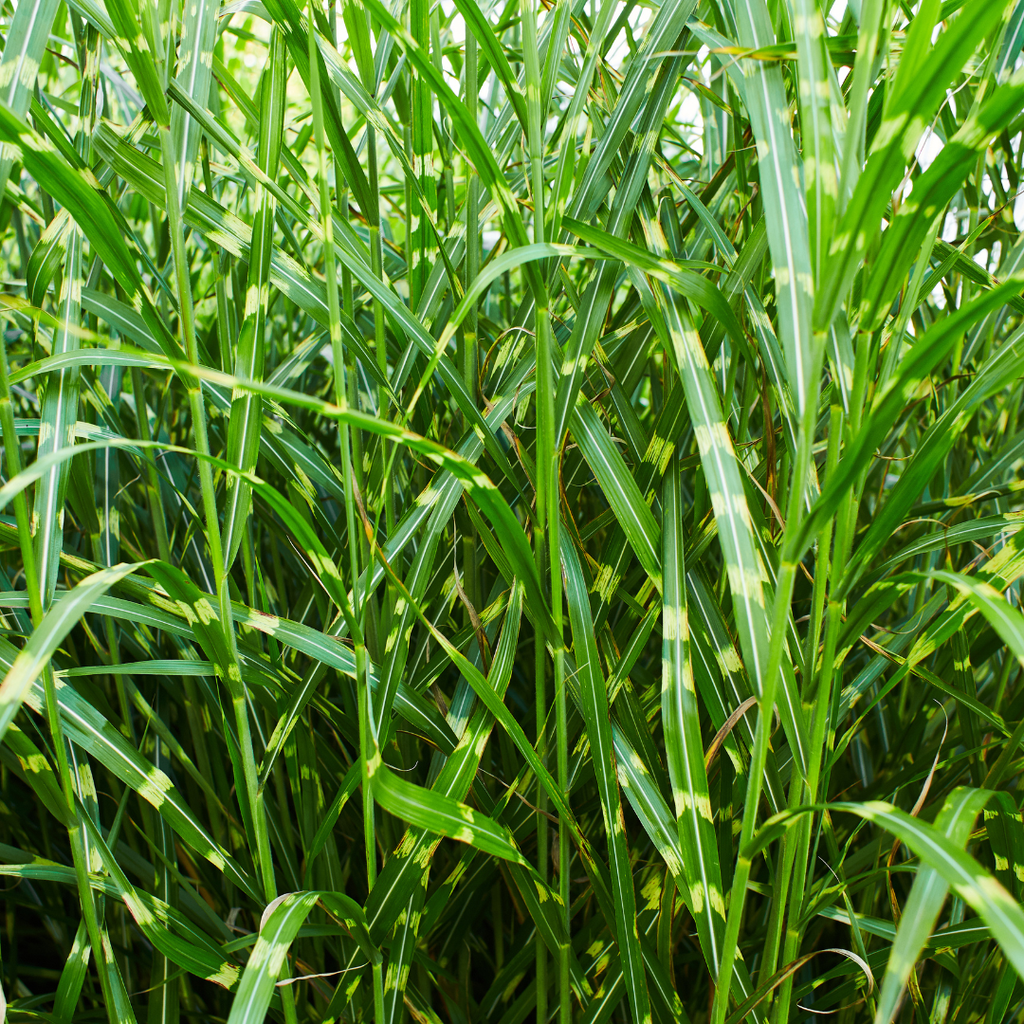 6x Miscanthus sinensis ‘Zebrinus’ – Opvallend zebragras met decoratief gestreept blad | Potmaat 12 cm