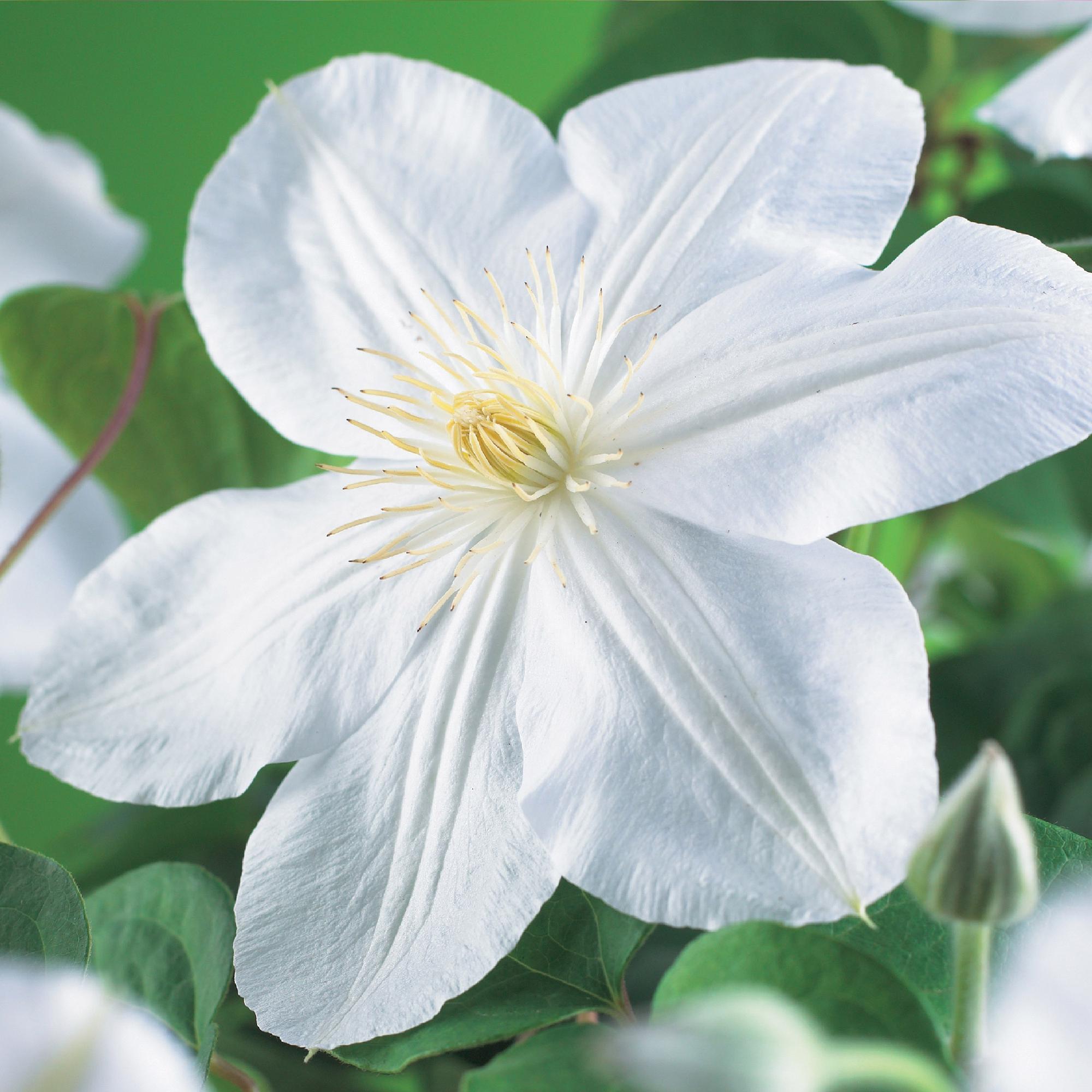 Klimplant - Clematis Madame Le Coultre - bloem wit - Weinig onderhoud -2 planten -  Pot 11cm Hoogte 40cm