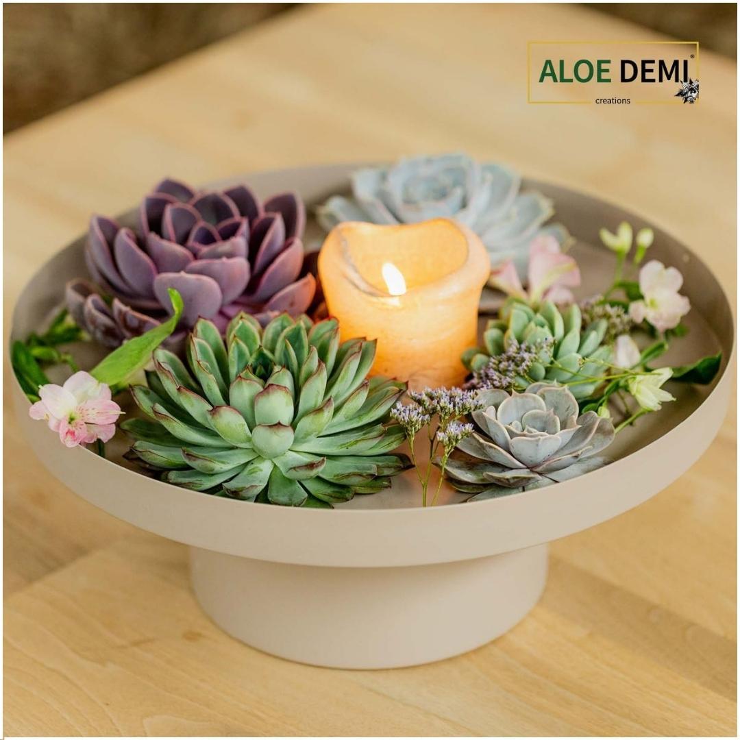 ROOTLESS Echeveria Medium Mix GIY Box