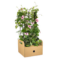 4x Thunbergia alata Sunny Susy Rose Sensation Ø13 cm - ↕60 cm