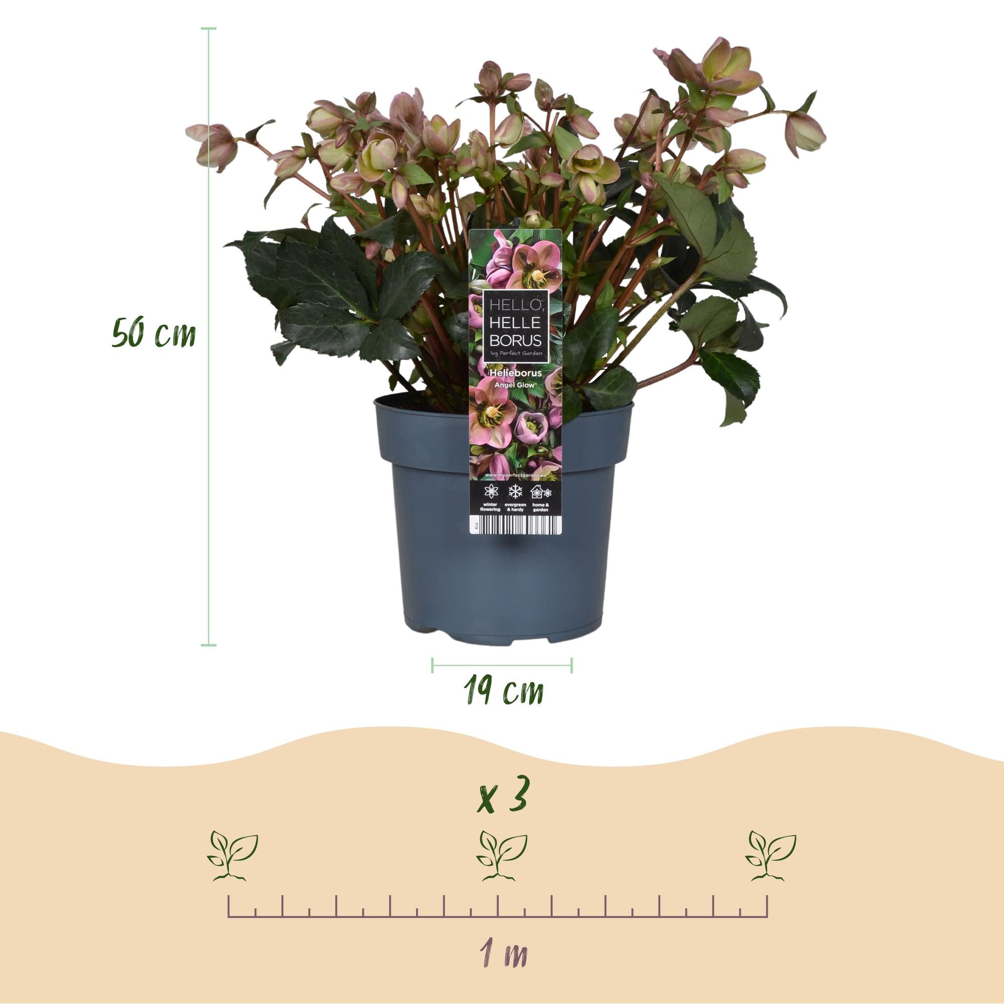 Tuinplant - Lenten Rose -  Helleborus Angels Glow - Roze Bloem - Groenblijvend - Pot 19cm Hoogte 50cm