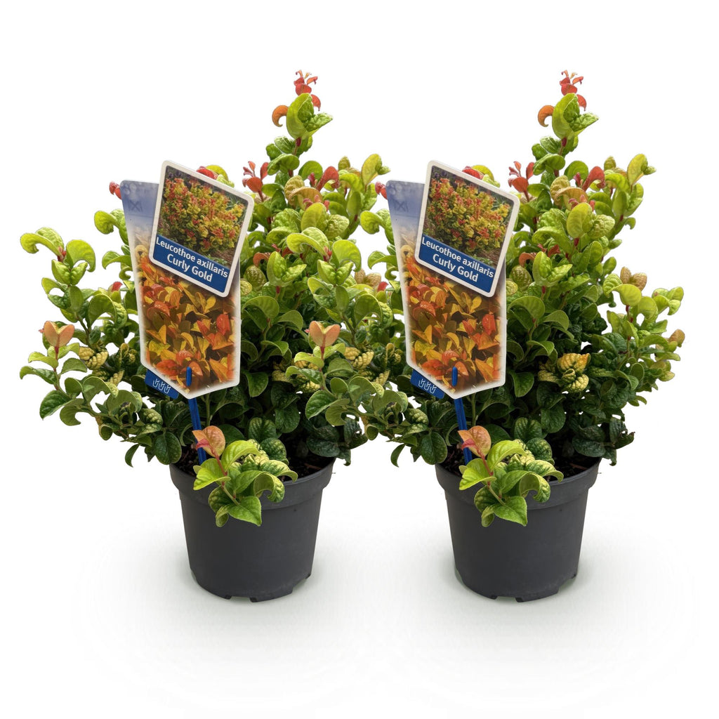 Tuinplant - Leucothoe Curly Gold - Geel - 2 Planten - Groenblijvend - Weinig Onderhoud - Pot 17cm Hoogte 40cm