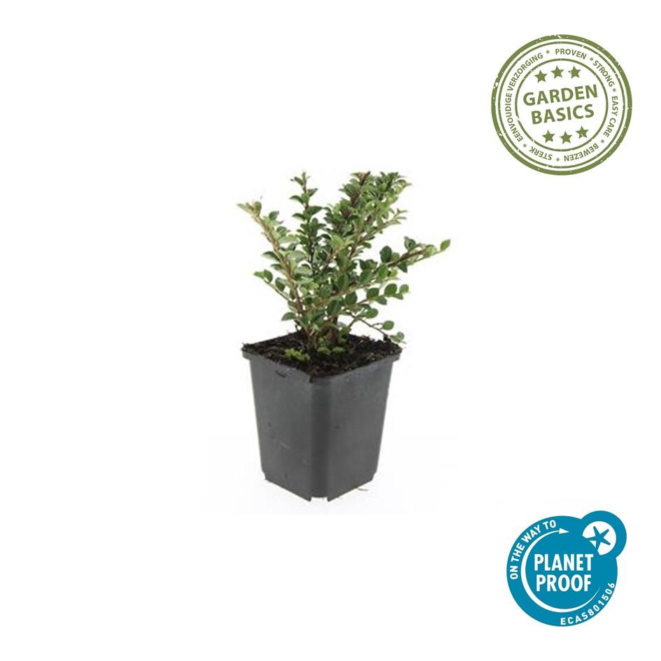 48x Cotoneaster horizontalis - ↕10-25cm - Ø9cm