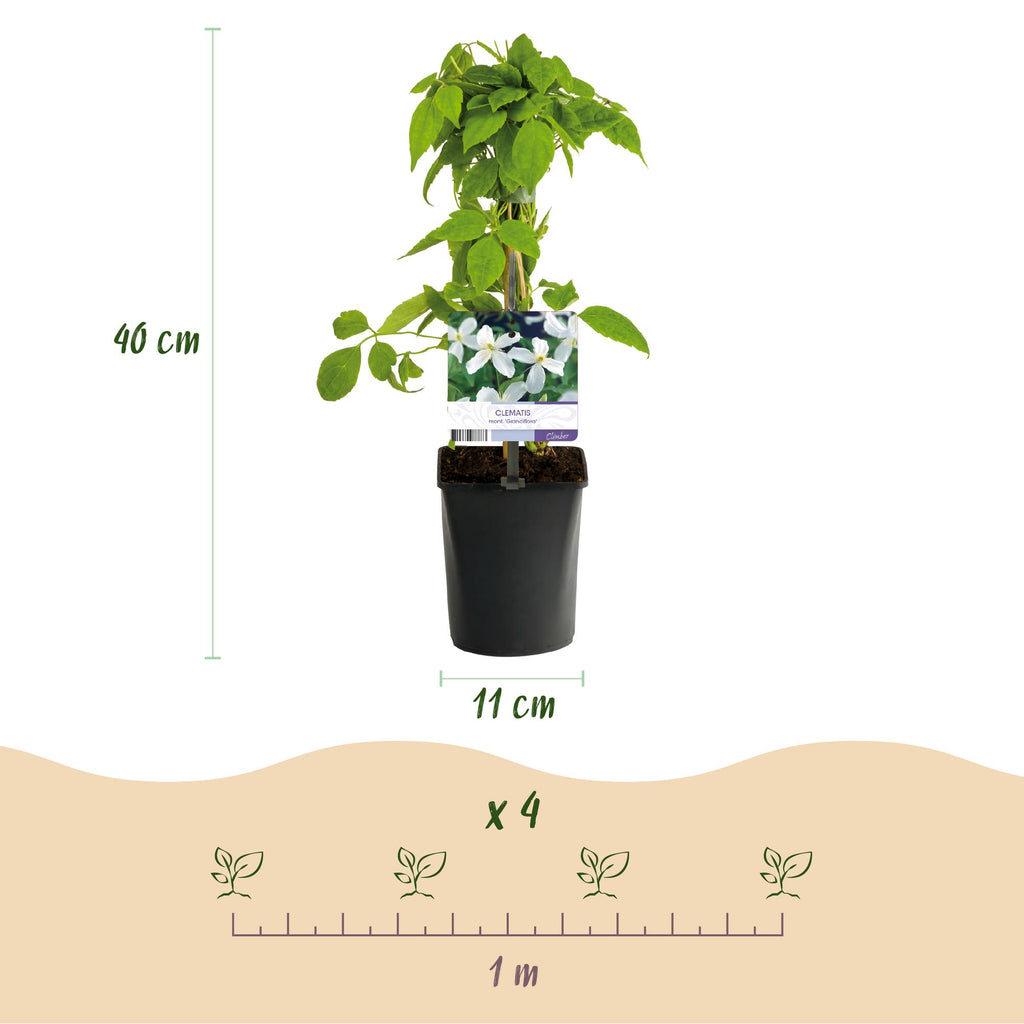 Klimplant - Clematis montana Grandiflora - Bloem Wit - Vroegbloeiend - Weinig onderhoud -2 planten -  Pot 11cm Hoogte 40cm
