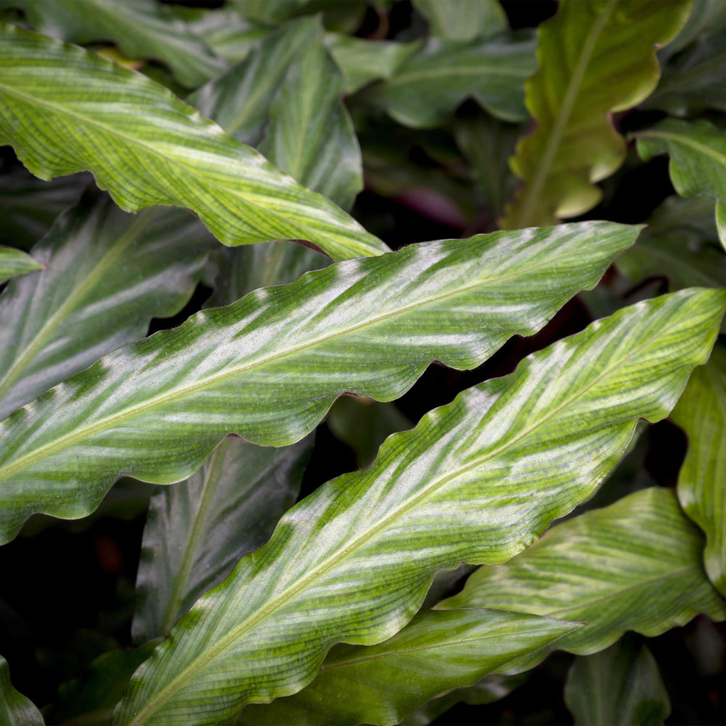 Green is... Kamerplanten - Calathea Rufibarba - Pauwen plant - Weinig onderhoud - Groen - 2 Planten - Pot 17cm - Hoogte 55-60cm