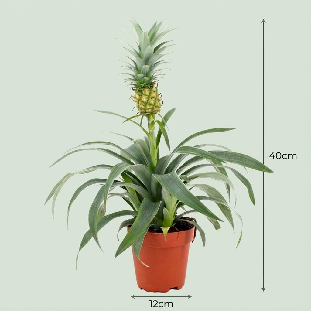 Ananasplant Mi Amigo - 2 Stuks - Ø 12 cm - Hoogte: 35 - 40 cm