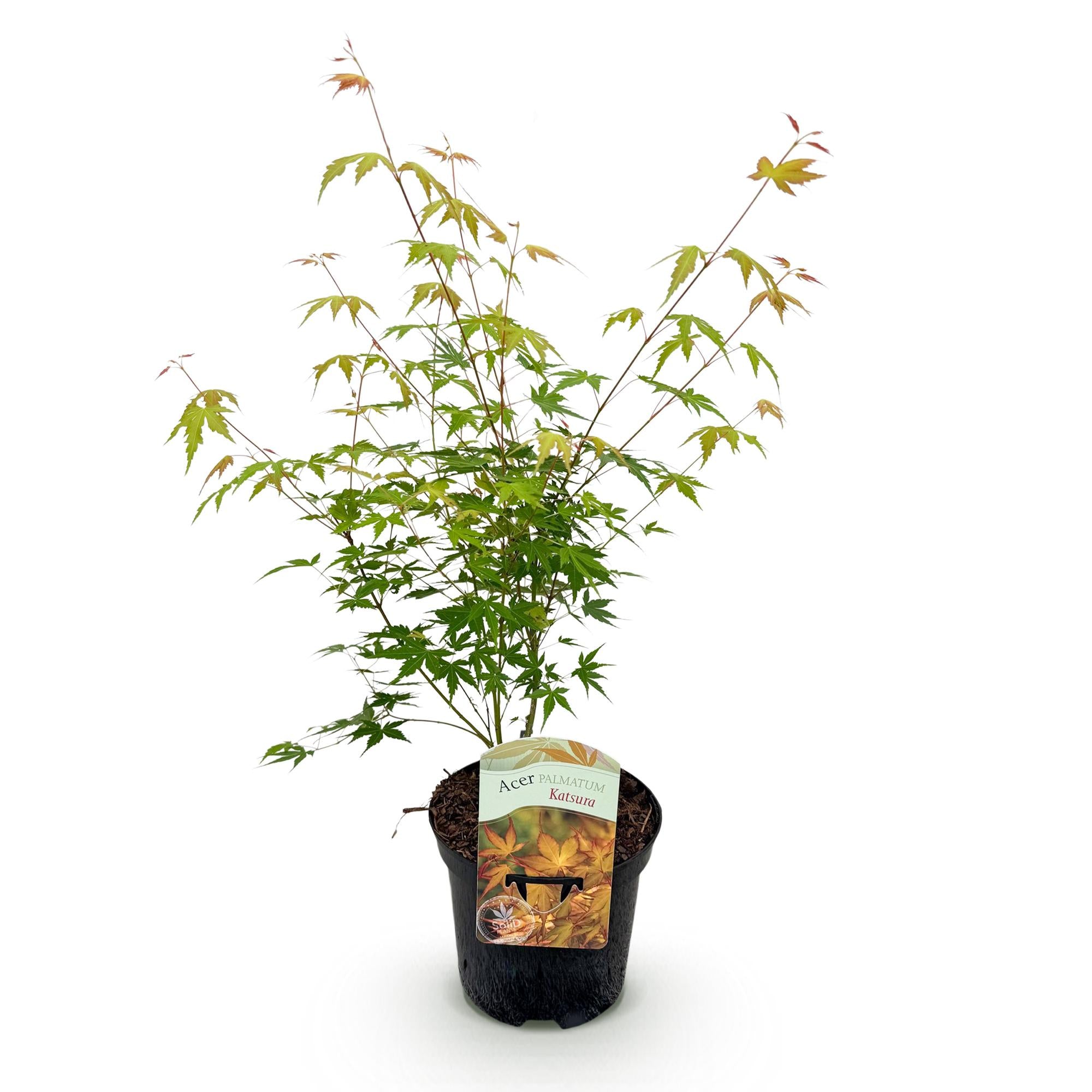 Terrasplant - Japanse Esdoorn - Acer palmatum Katsura - Oranje - 1 Plant - Bladverliezend - Pot 19cm Hoogte 70cm