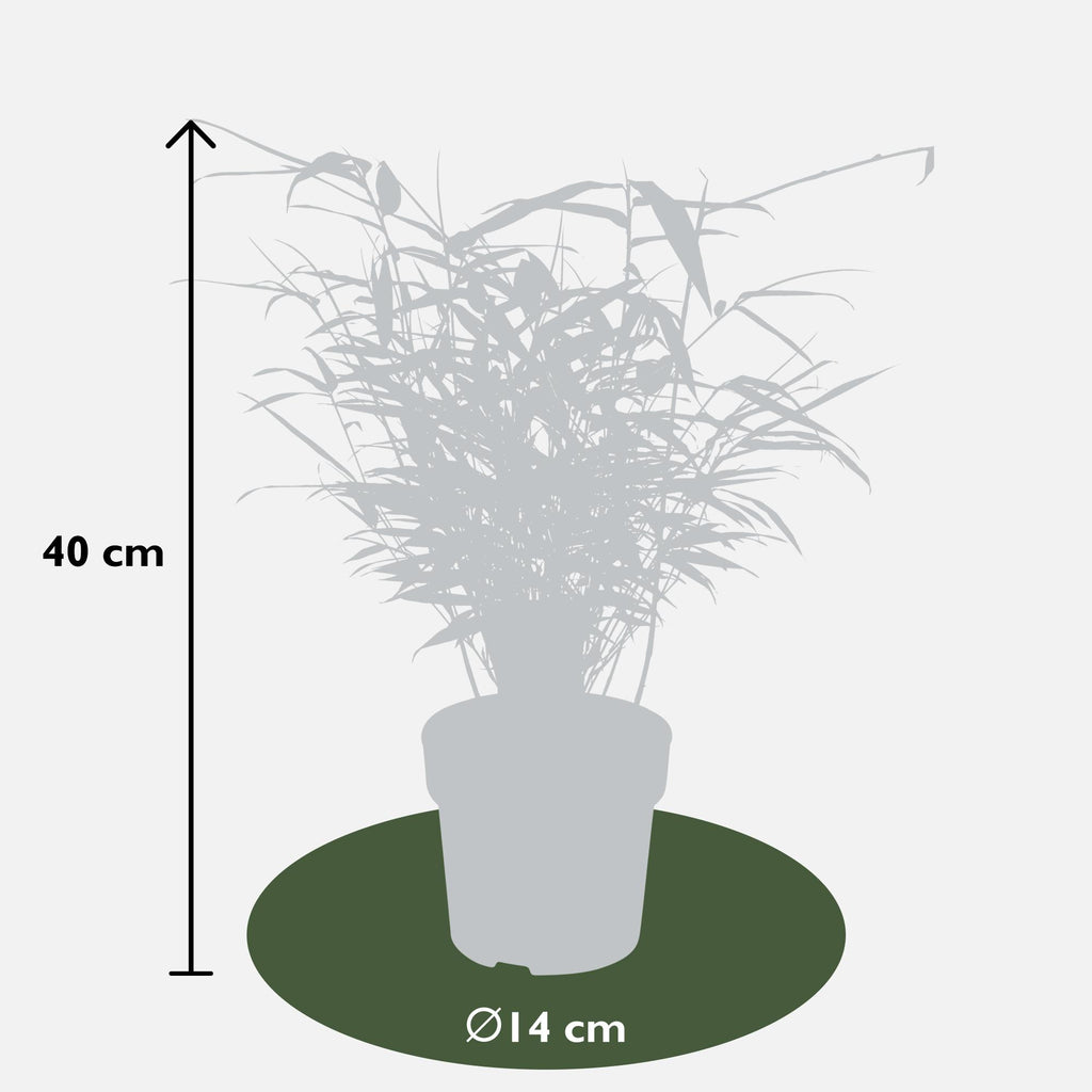 4x Fargesia rufa - ↨40cm - Ø14
