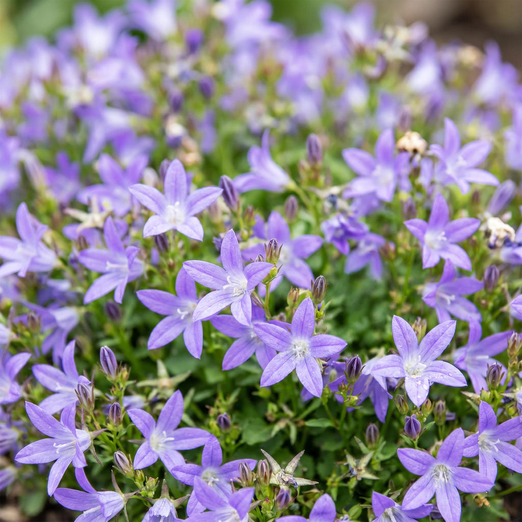 Vasteplant - Campanula posch. Stella - Perzikbladklokje - Bodembedekkend - Paars - 6 Planten - Pot 11cm - Hoogte 15-25cm