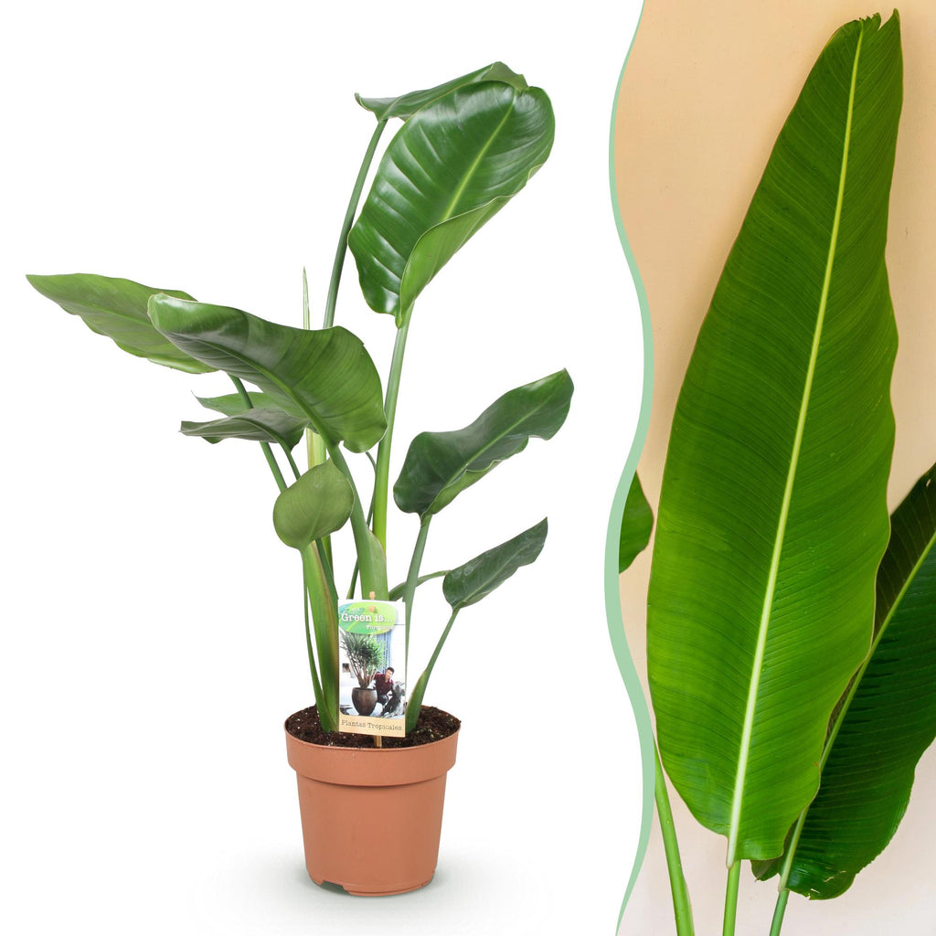 Green is... Kamerplanten - Stelitzia Nicolai - Paradijsvogelbloem - Weinig onderhoud - Groen - 1 Plant - Pot 17cm - Hoogte 70-90cm