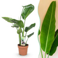 Green is... Kamerplanten - Stelitzia Nicolai - Paradijsvogelbloem - Weinig onderhoud - Groen - 1 Plant - Pot 17cm - Hoogte 70-90cm