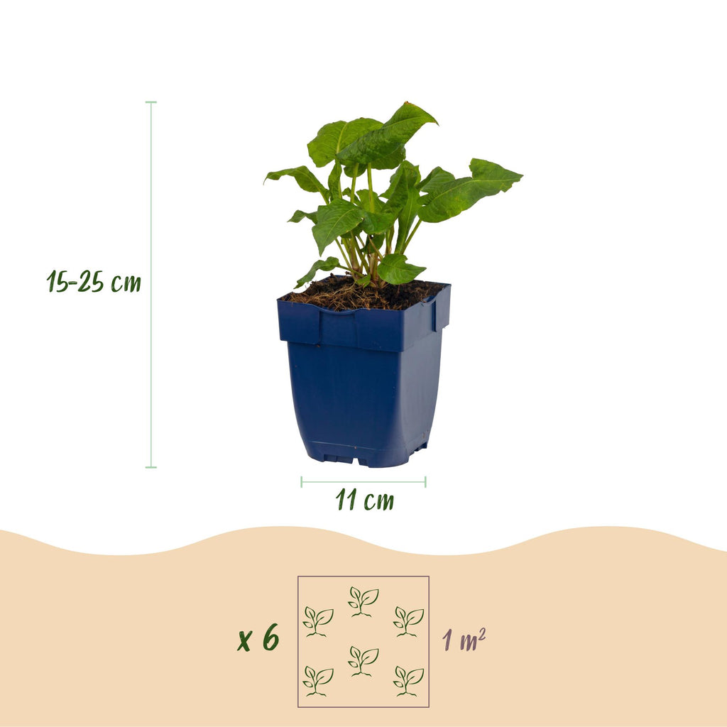 Vasteplant - Persicaria Tricolour - Duizendknoop - Schaduw - Rood - Roze - Wit - 12 Planten - Pot 11cm - Hoogte 15-25cm