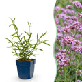 Vasteplant - Verbena bonariensis Lollipop - Ijzerhard - Bijen en Vlinderlokkers - Paars - 12 Planten - Pot 11cm - Hoogte 15-25cm