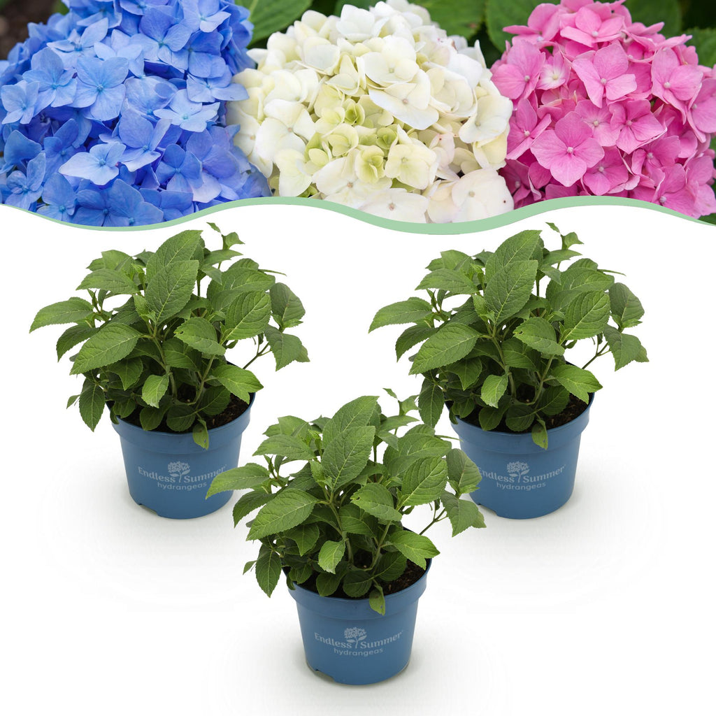 Tuinplant - Hydrangea Endless Summer Blue - Pink - White - Hortensia - Winterhard - Blauw - Roze - Wit - 3 Planten - Pot 14cm - Hoogte 20-25cm