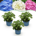 Tuinplant - Hydrangea Endless Summer Blue - Pink - White - Hortensia - Winterhard - Blauw - Roze - Wit - 3 Planten - Pot 14cm - Hoogte 20-25cm