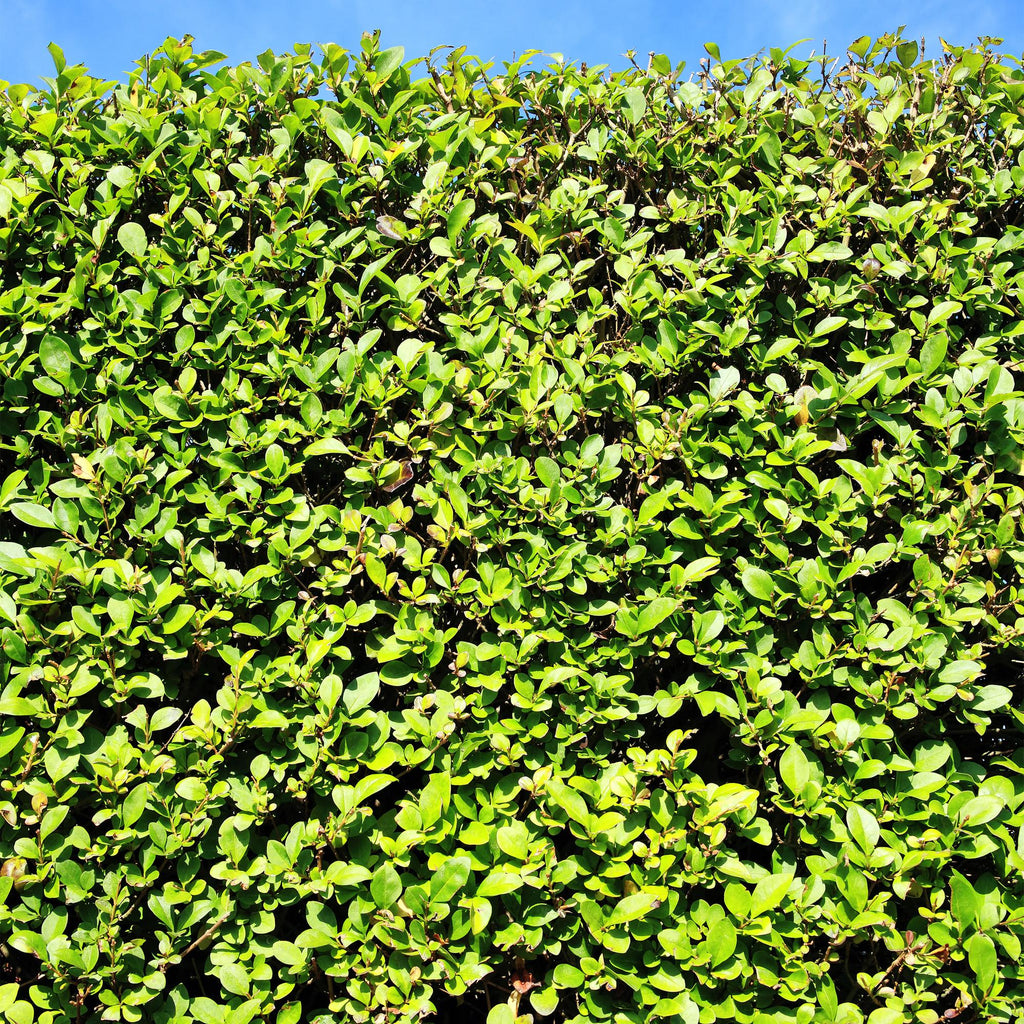 Haagplanten - Ligustrum ovalifolium -  blad groen - 6 planten - 1 strekkende meter - groenblijvend - pot 17cm hoogte 55cm