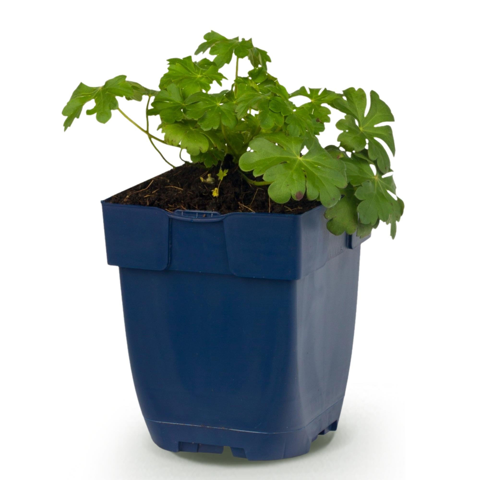 Vasteplant - Geranium macr. Czakor - Ooievaarsbek - Bodembedekkend - Paars-Roze - 1 Plant - Pot 11cm - Hoogte 15-25cm